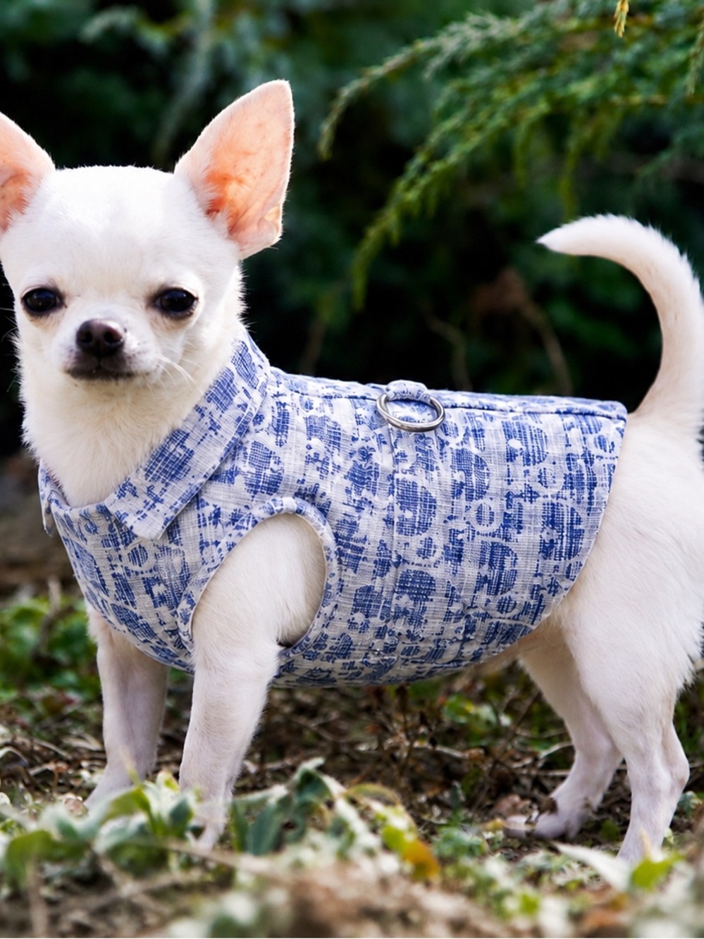 Dog Shirt